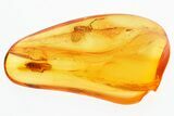 Detailed Fossil Black Fly (Simuliidae) In Baltic Amber #310953-1